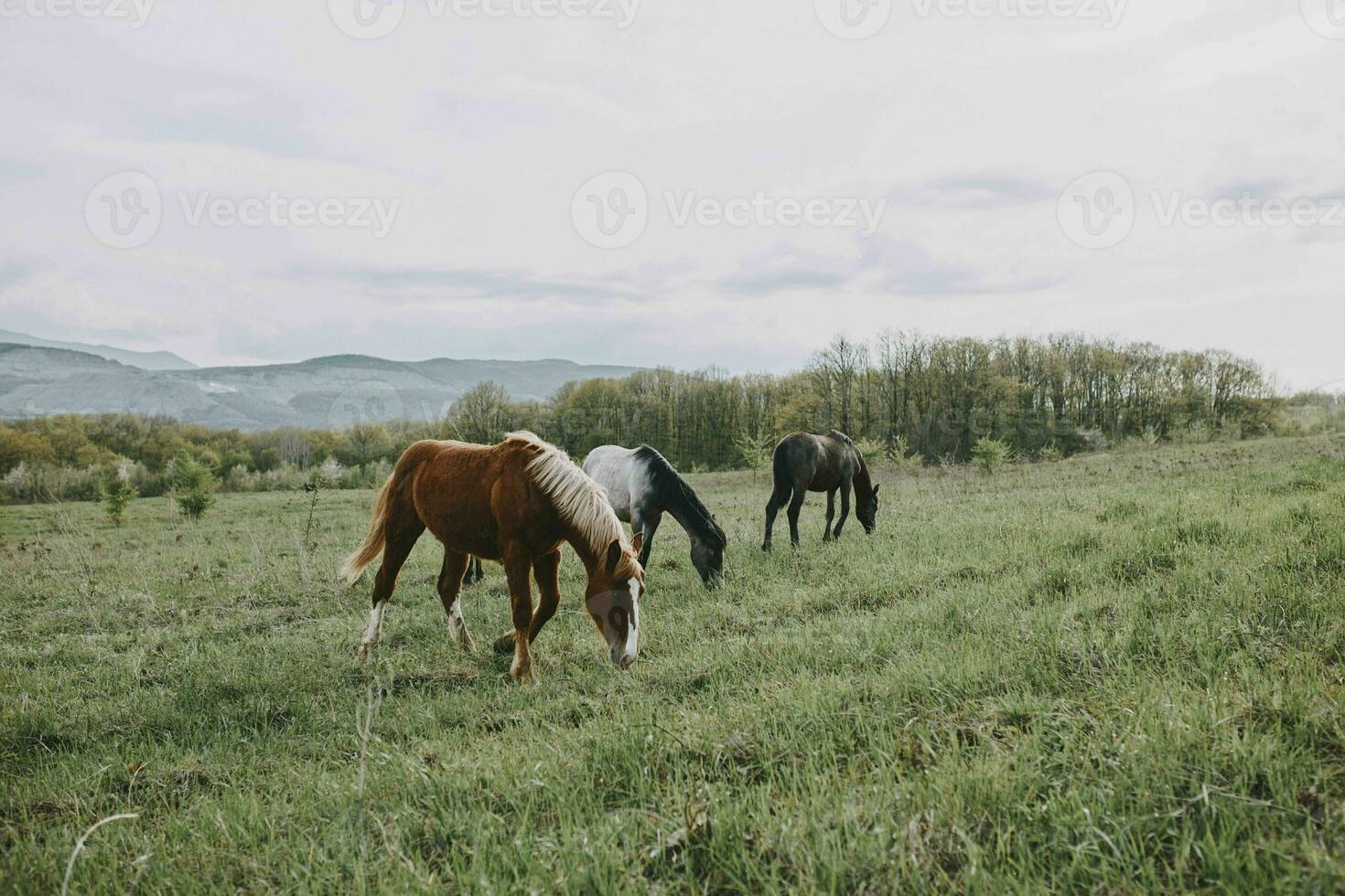 cavalo ao ar livre comendo Relva panorama campo natureza foto