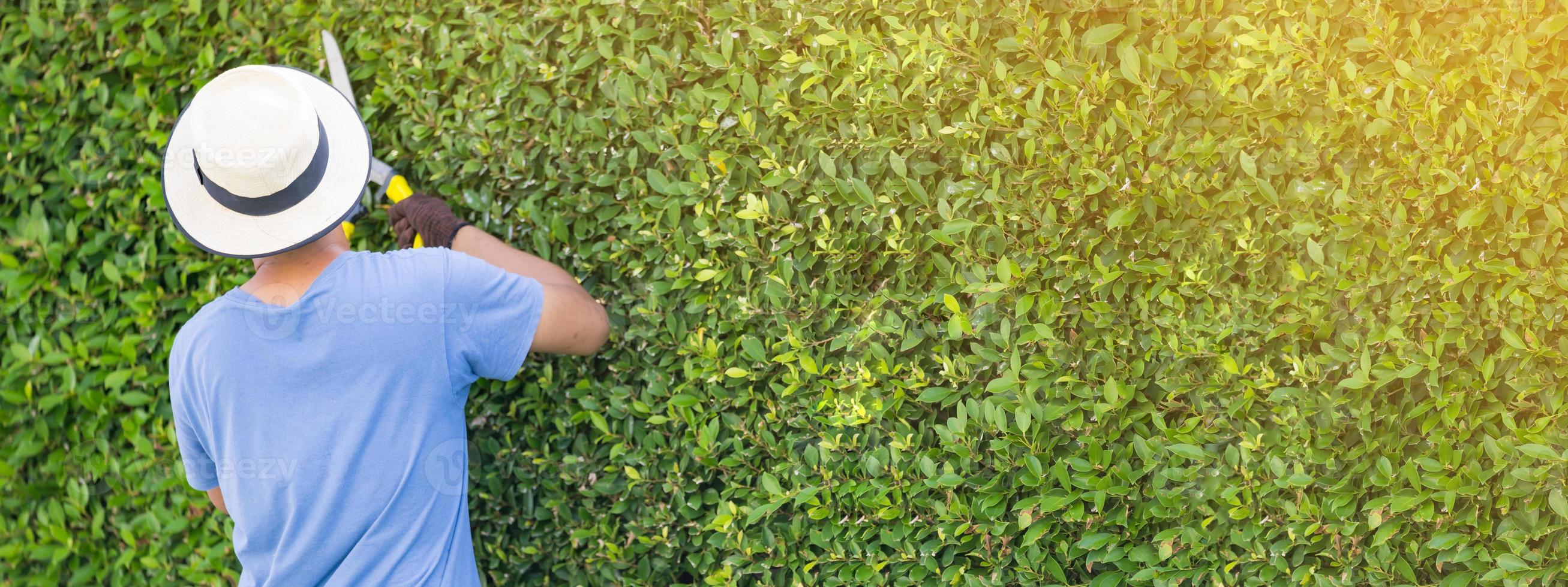 homem que trabalha no jardim está podando árvores ornamentais em casa pela manhã foto