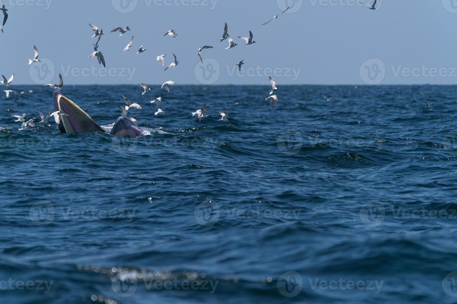 a baleia bruda se alimenta de uma grande variedade de peixes foto