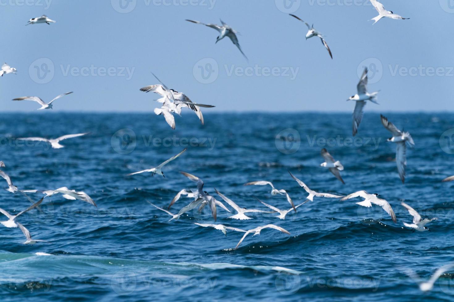 gaivotas voando por cima antes de a baleia bruda se alimentar de uma grande variedade de peixes no golfo da Tailândia foto