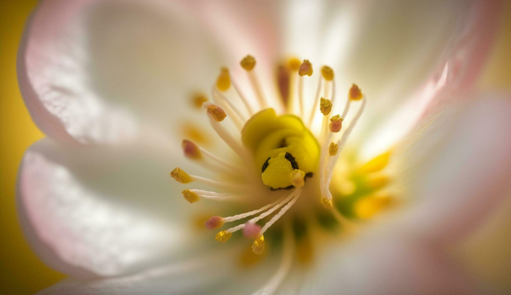 uma solteiro da flor beleza dentro natureza exibido , generativo ai foto