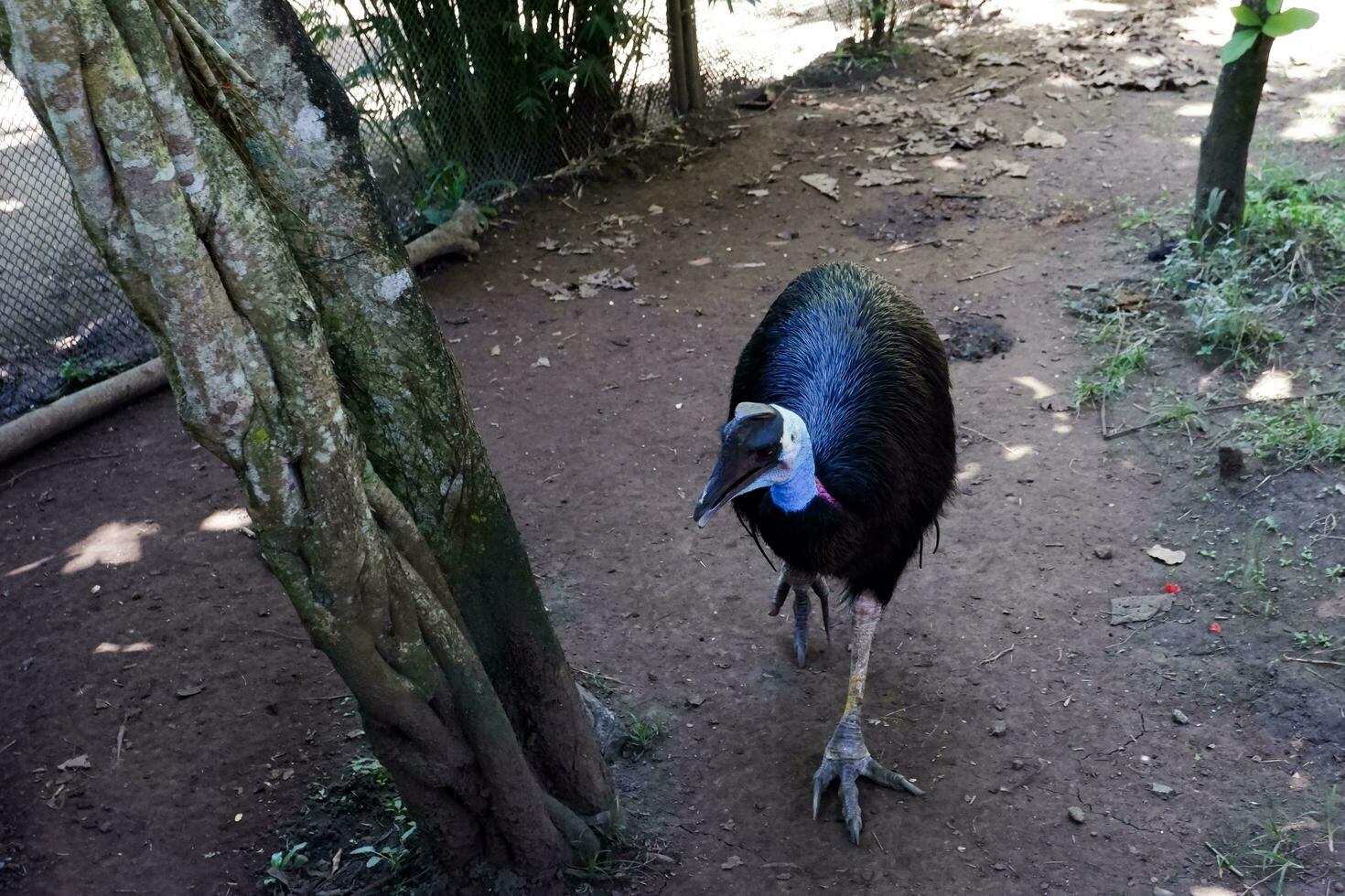 seletivo foco do anão casuar este vai por aí dentro Está cercado dentro a tarde. ótimo para educando crianças sobre selvagem animais. foto