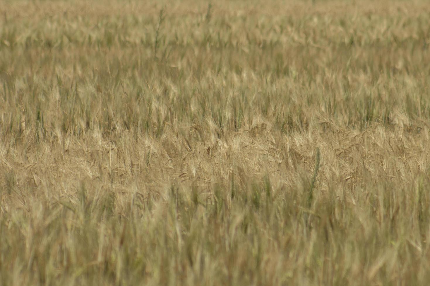 centeio campo campo de trigo com o sol dourado espigas de trigo uma nova safra de centeio foto