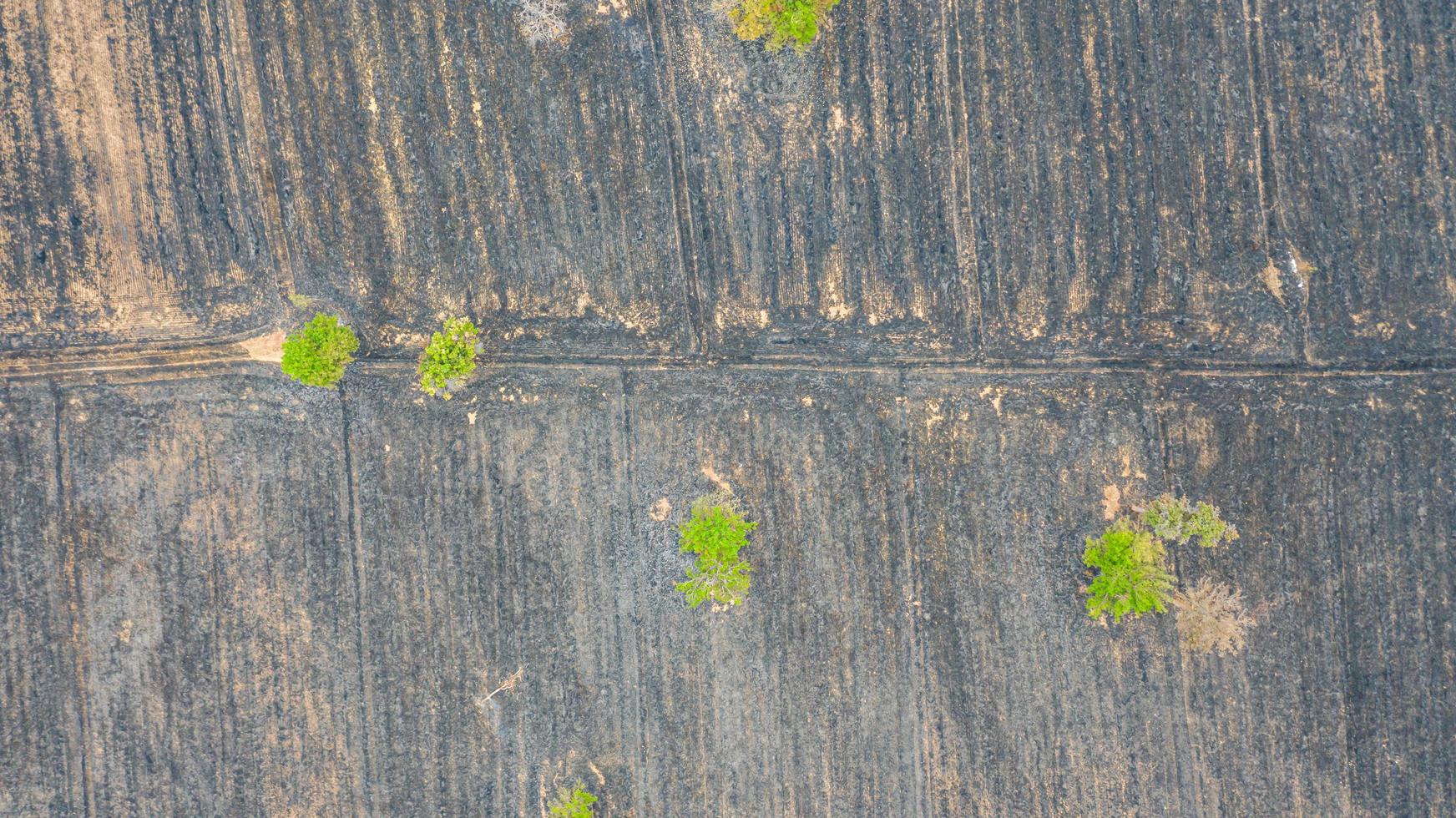 vista aérea sobre o campo de arroz em chamas após a colheita foto