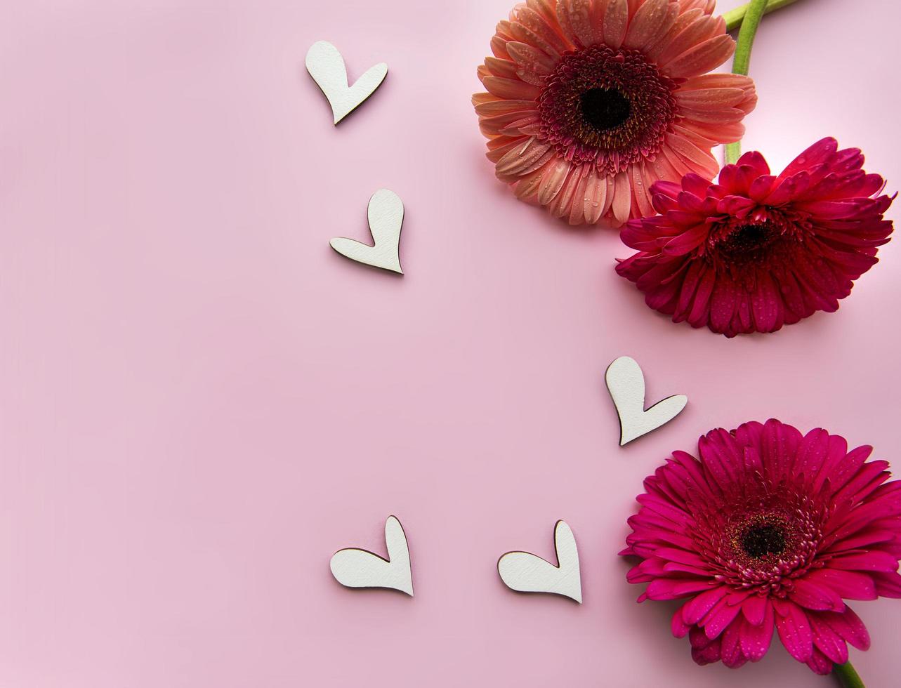 flores gerbera em um fundo rosa pastel foto