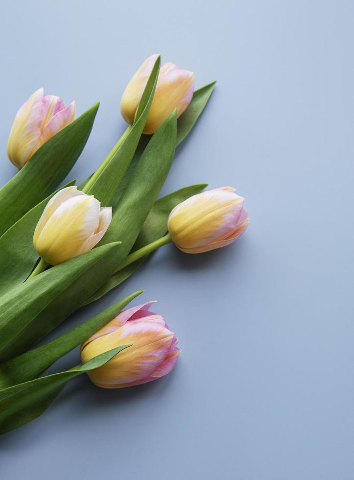 tulipas da primavera em um fundo azul foto