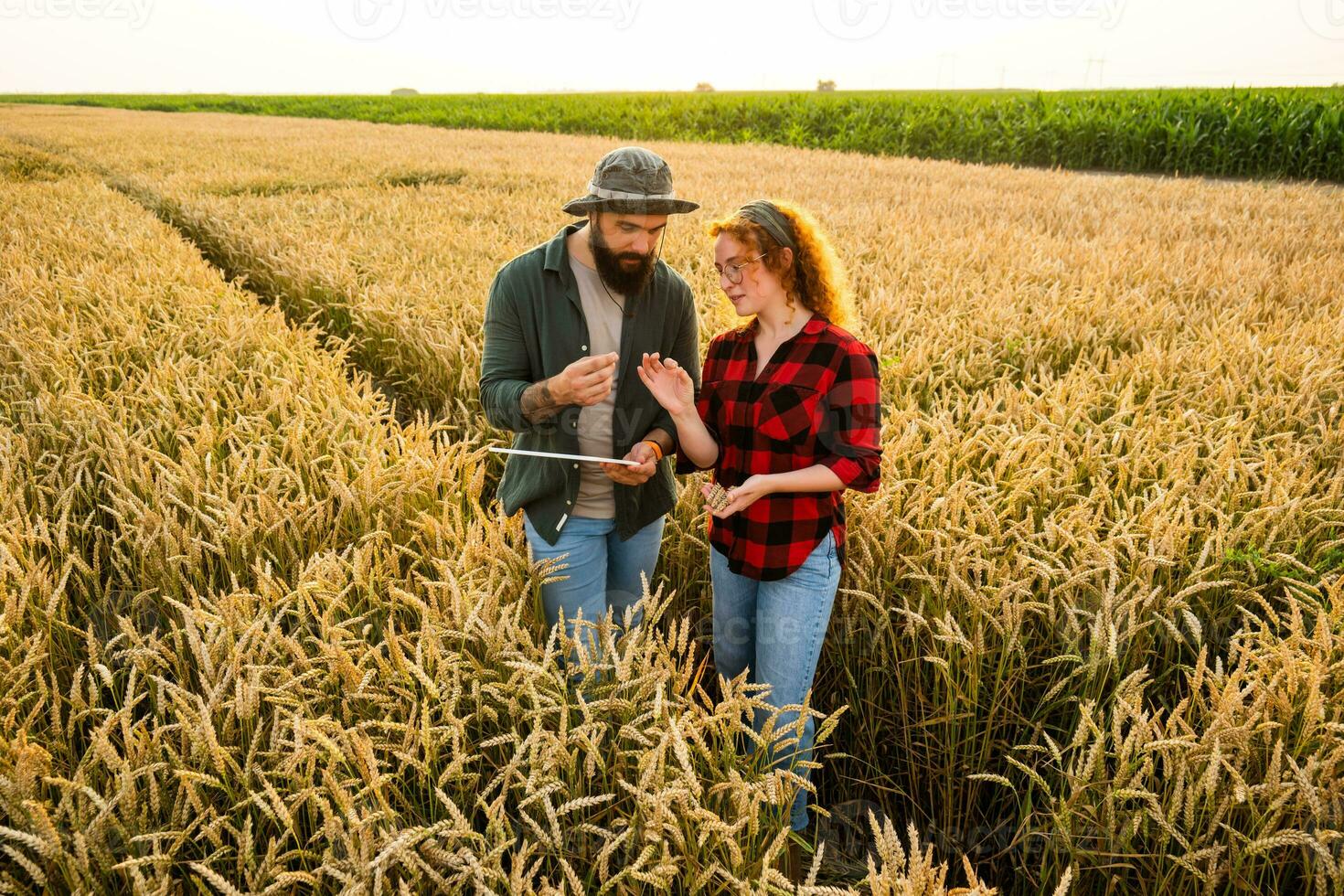 família agrícola ocupação. homem e mulher estão cultivar trigo. elas estão examinando progresso do plantas. foto