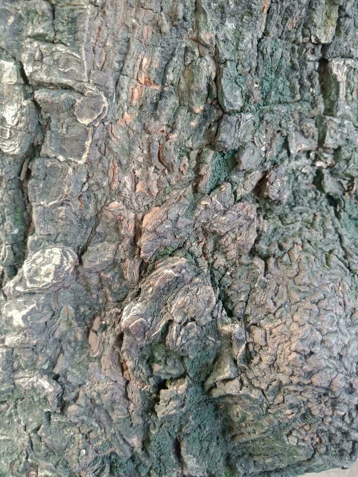 alívio textura do a Castanho latido do uma árvore com verde musgo em isto. vertical foto do uma árvore latido textura.