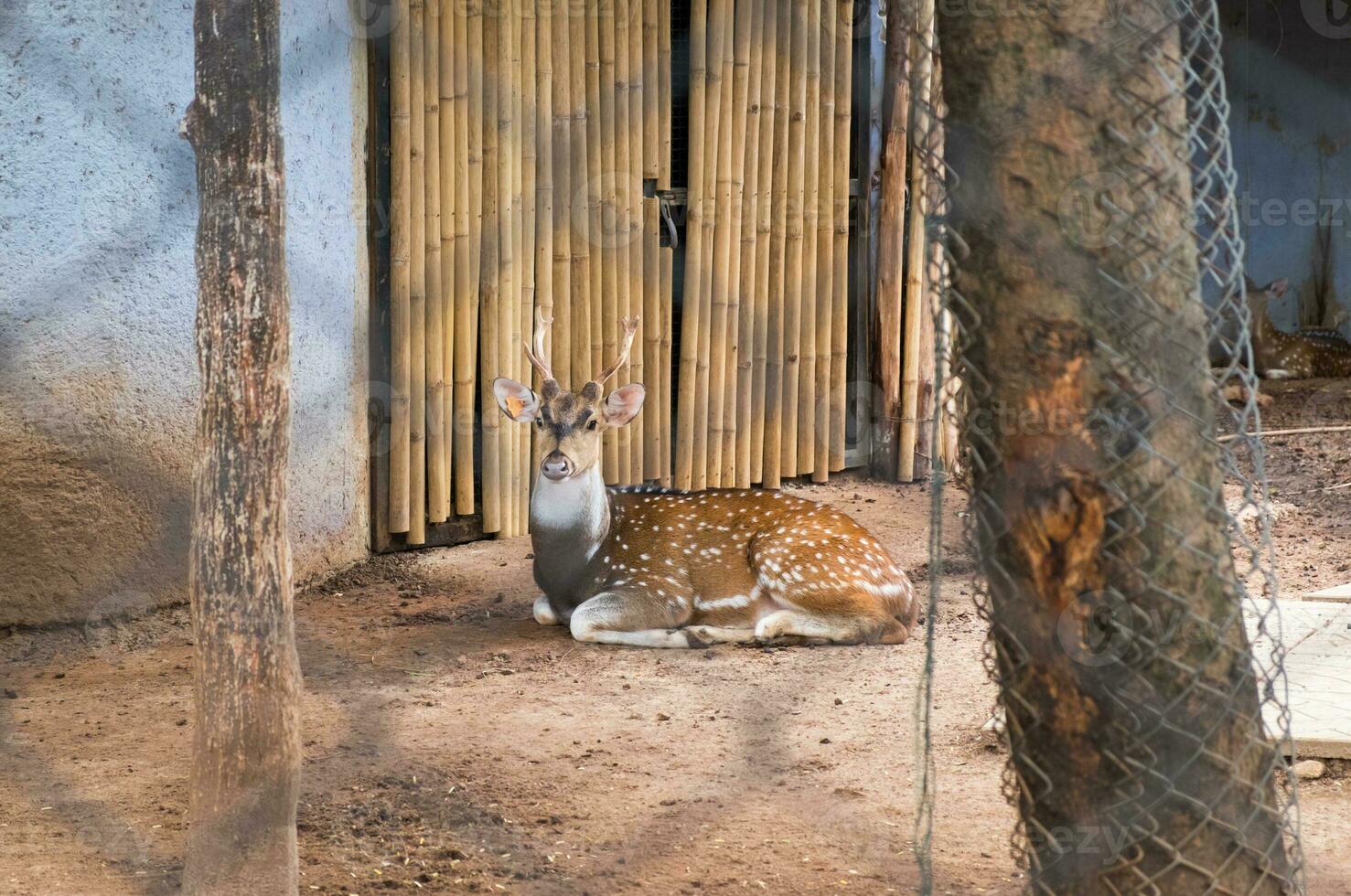 veado Castanho assento olhando foto