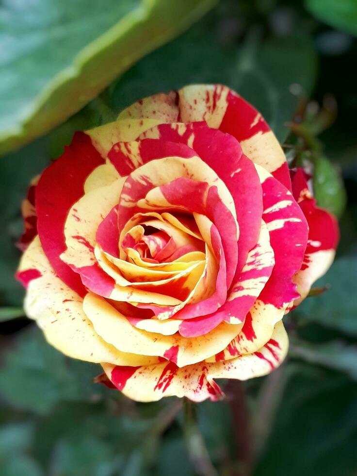 batik rosas estão rosas com de bolinhas motivos ou semelhante a batik com a atraente mistura do cores. portanto, isto rosa dentro Indonésia é chamado uma batik rosa foto