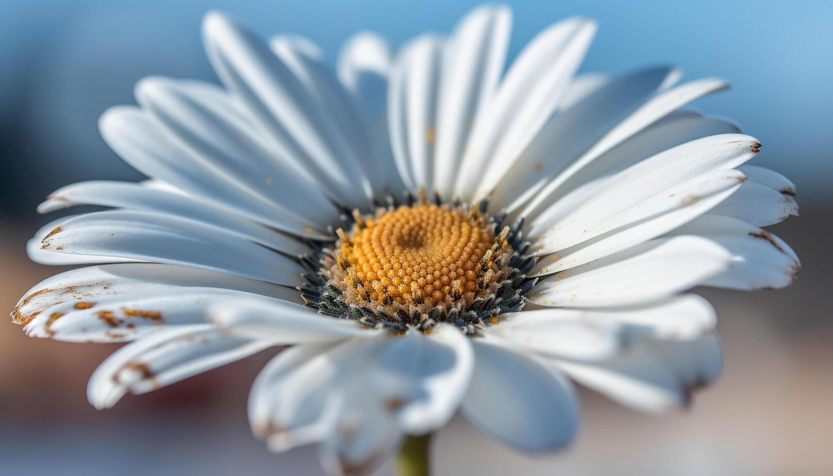 vibrante camomila Flor dentro não cultivado Prado, atraindo inseto polinizadores gerado de ai foto