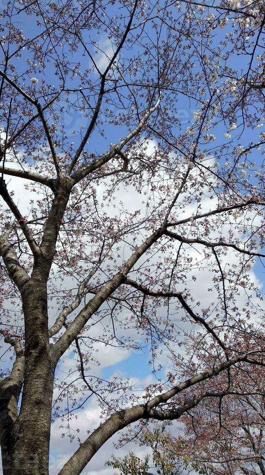 sakura cereja Flor ocupado dentro Primavera dentro Japão foto