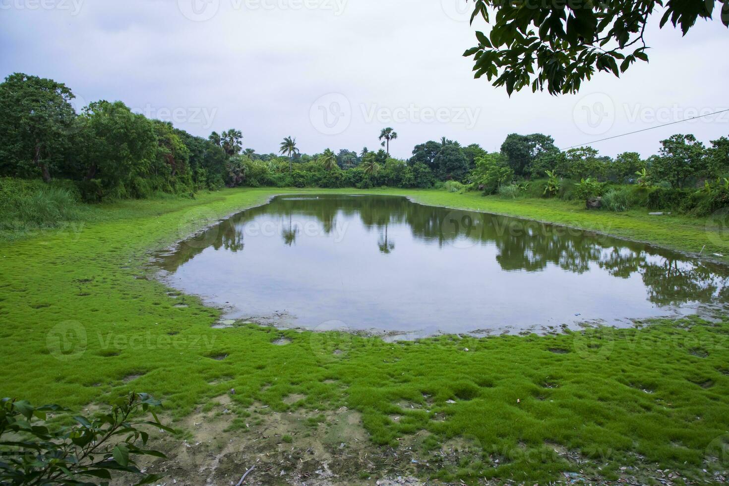 lago dentro a meio do a floresta com verde Relva e azul céu foto