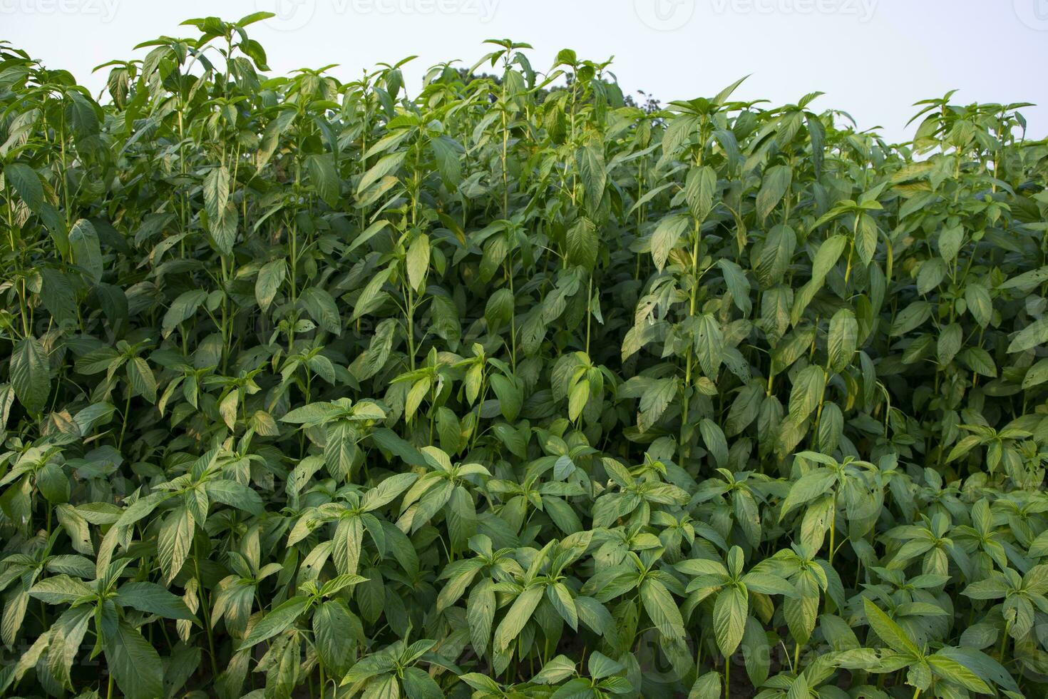 juta plantas crescendo dentro uma campo dentro a campo do Bangladesh foto