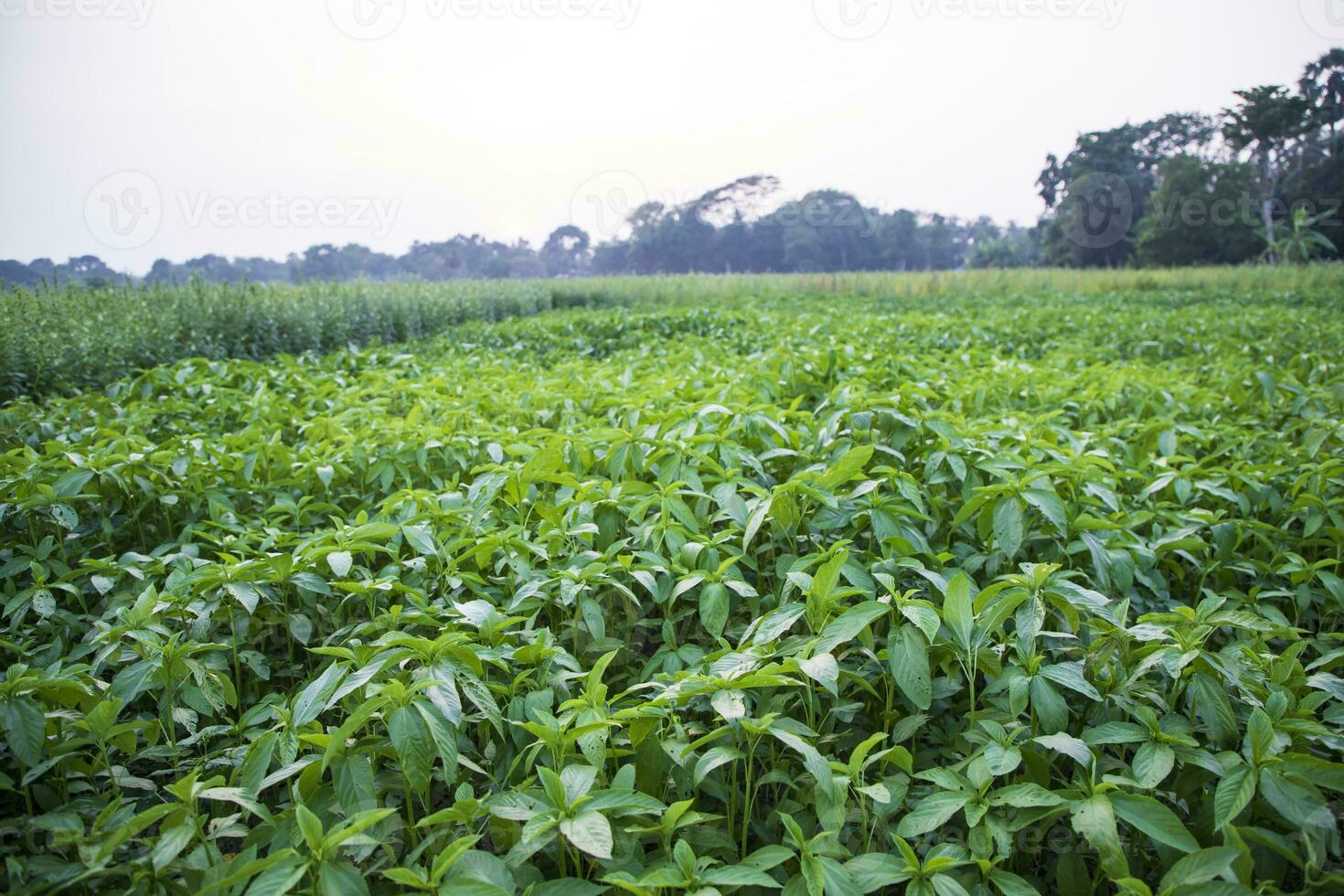 verde cru juta plantar campo dentro a campo do Bangladesh. agricultura panorama conceito foto