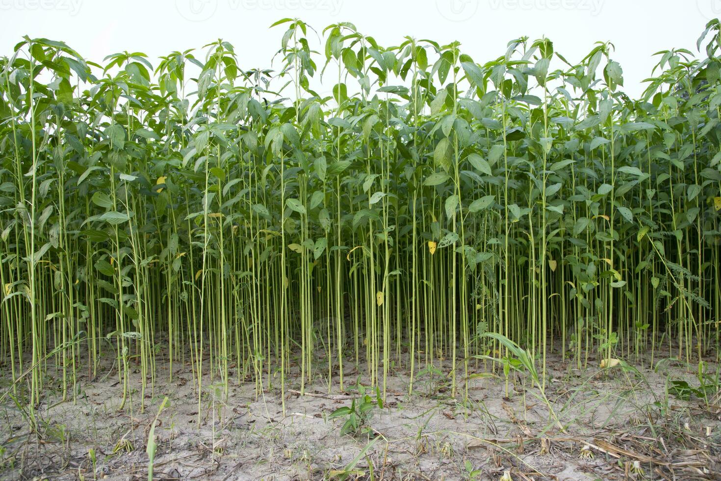 juta plantas crescendo dentro uma campo dentro a campo do Bangladesh foto