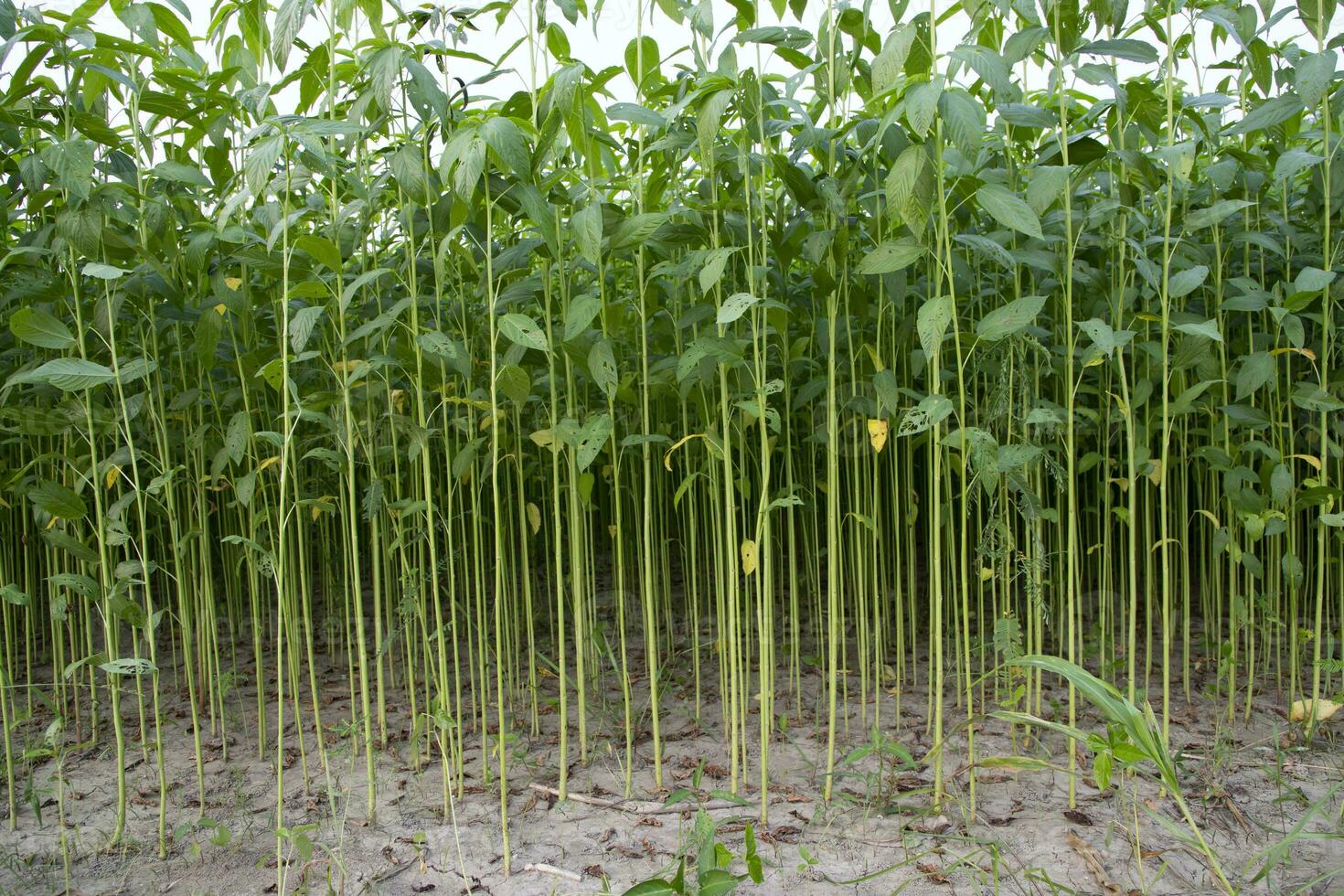 juta plantas crescendo dentro uma campo dentro a campo do Bangladesh foto