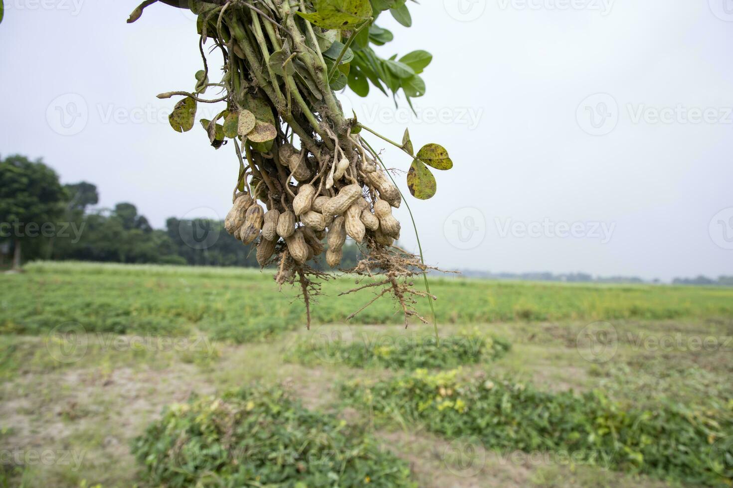 1 grupo do amendoim com uma borrado verde fundo dentro a campo. seletivo foco foto