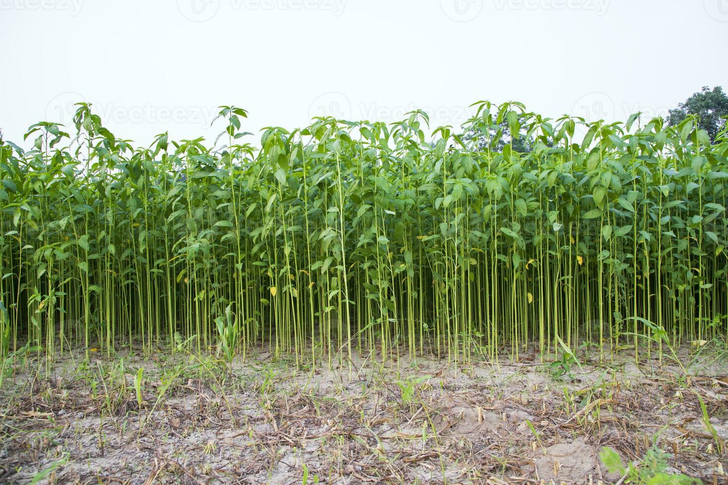 juta plantas crescendo dentro uma campo dentro a campo do Bangladesh foto