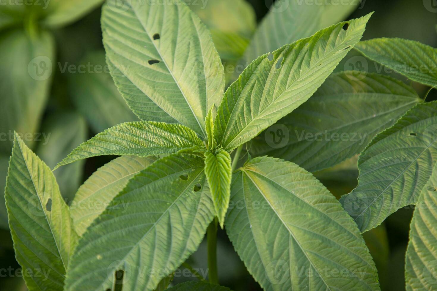 natural verde juta folhas fechar-se fotos dentro a campo do Bangladesh