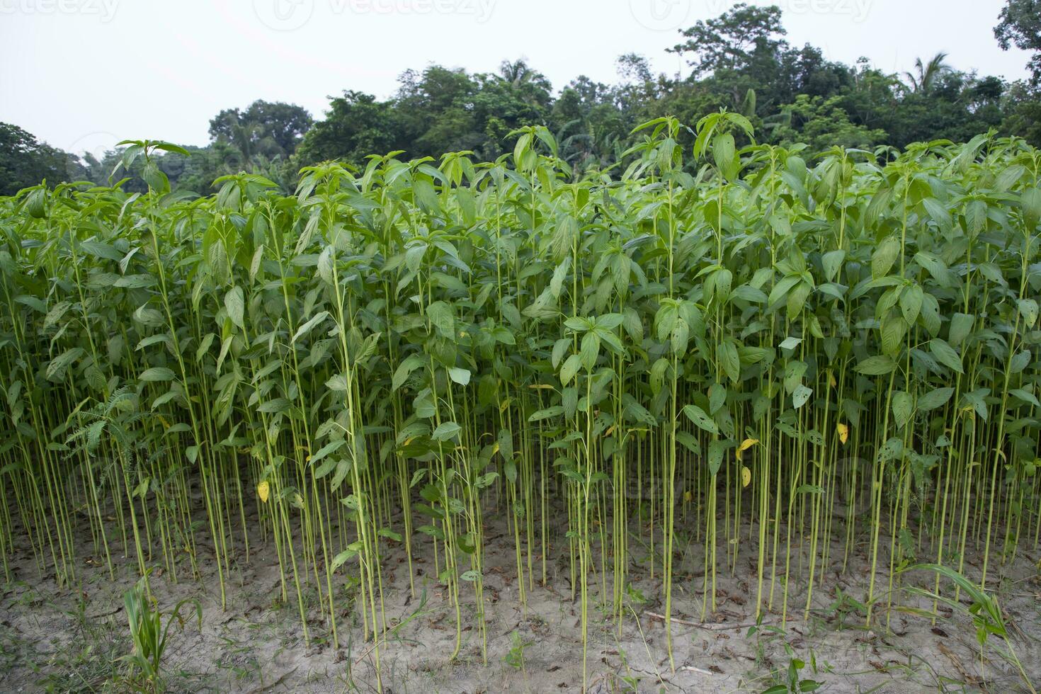 juta plantas crescendo dentro uma campo dentro a campo do Bangladesh foto