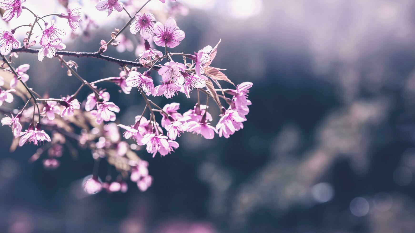 fundo natureza flor namorados prunus cerasoides foto