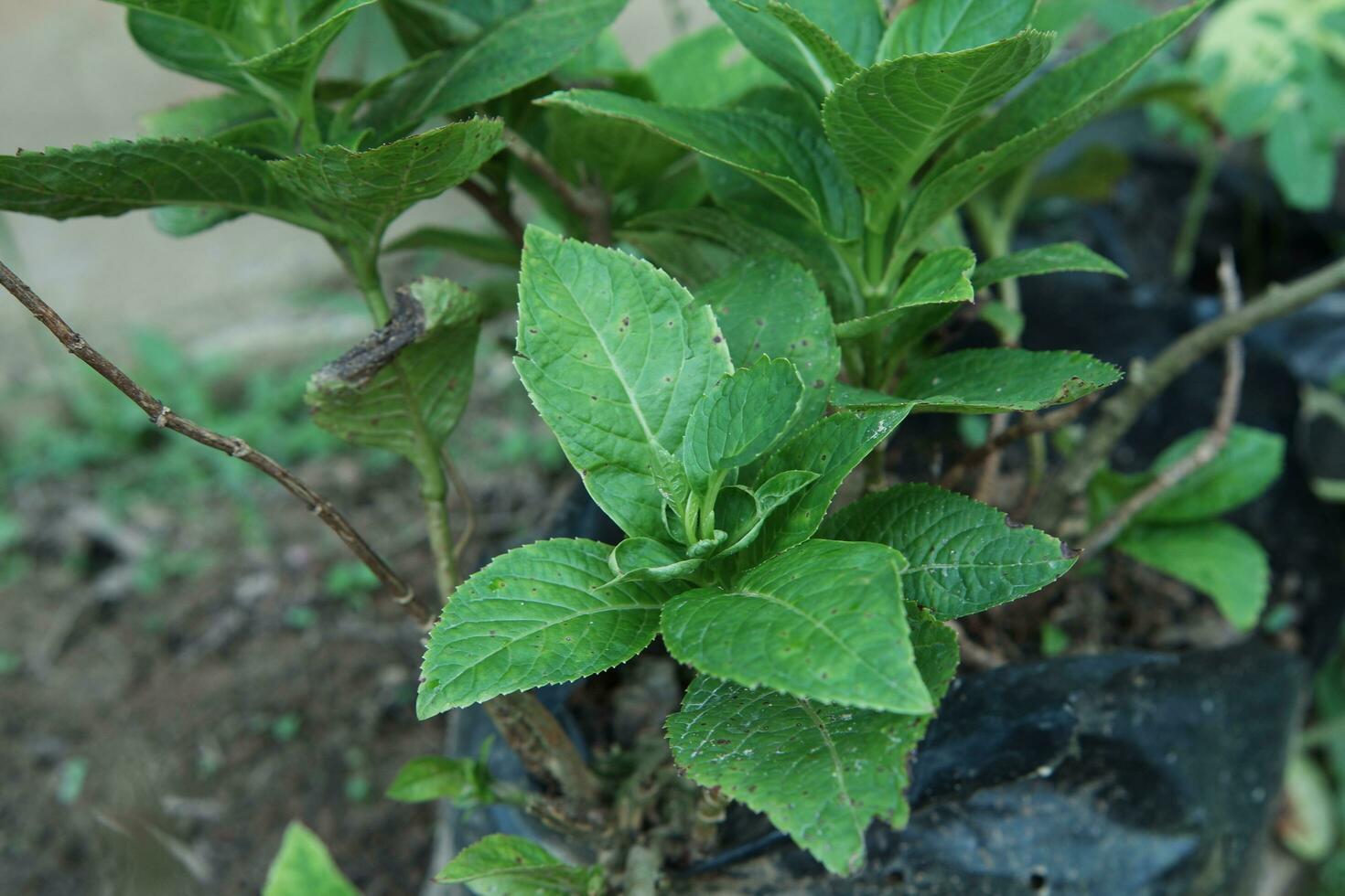 cinco cor folha plantas ou hortênsias dentro a Jardim foto