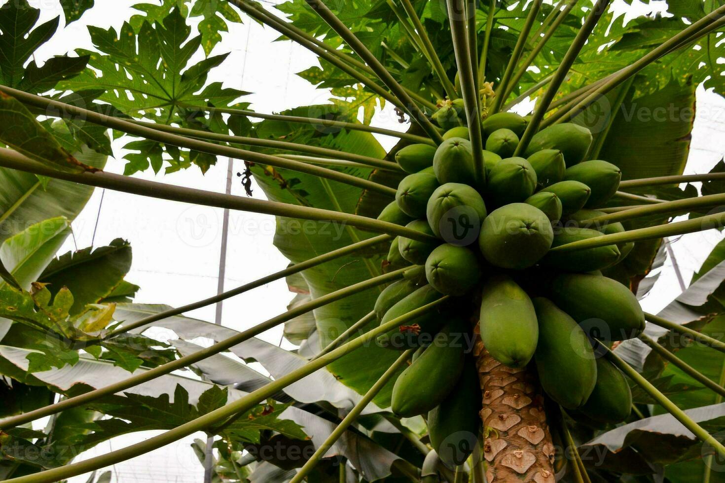 vista da árvore de papaia foto