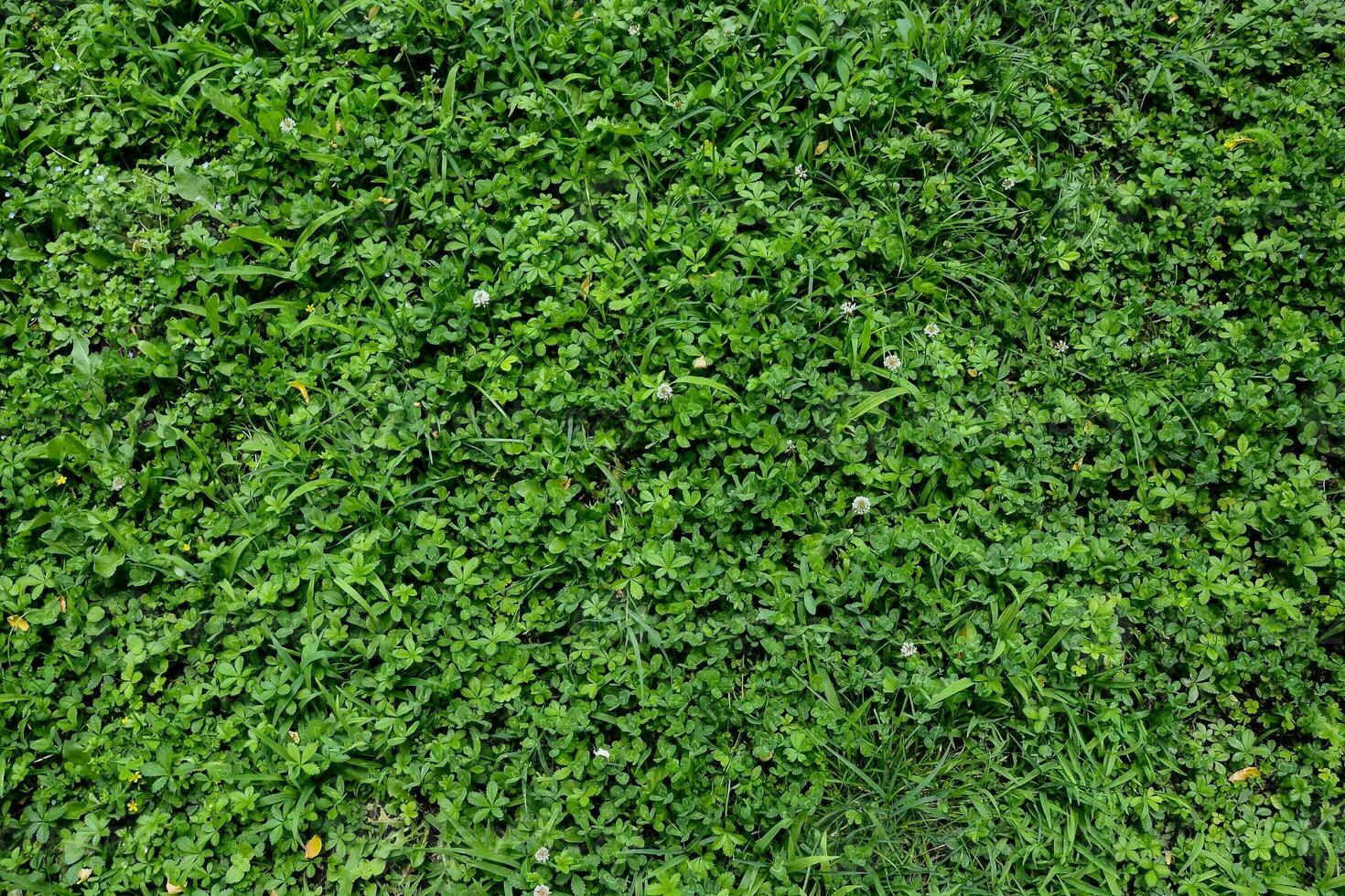 close-up de folhas verdes foto