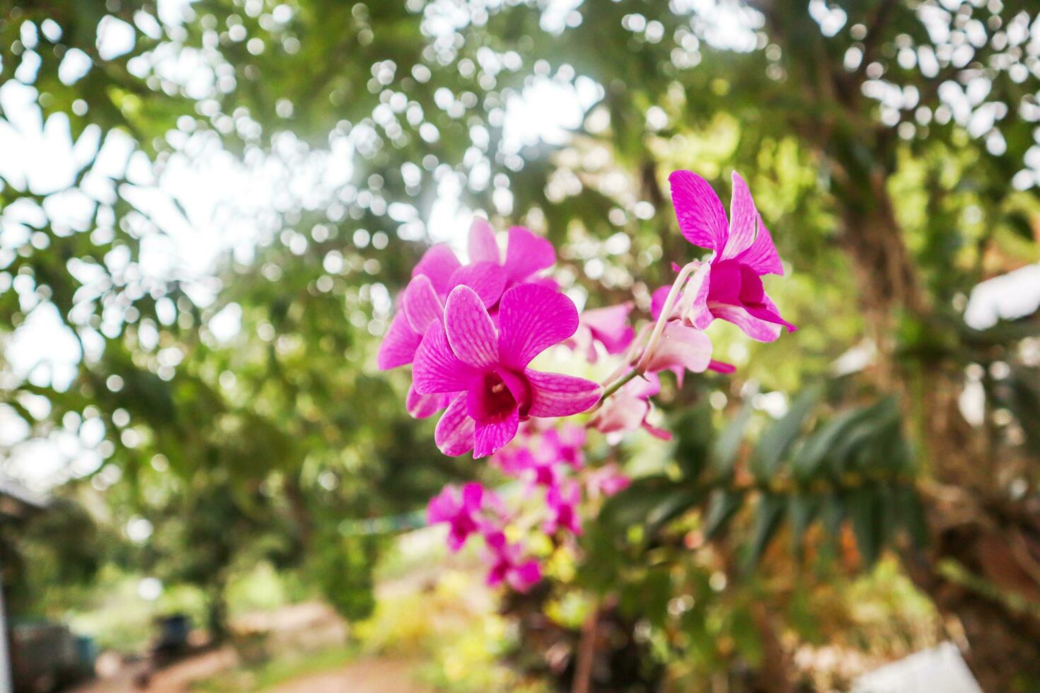 orquídeas flor dentro tropical jardim, natureza fundo. foto