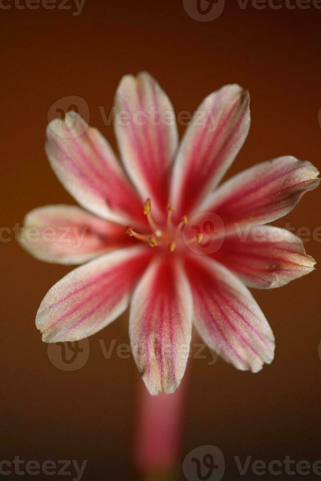 lindo Rosa flor verão florescendo fechar acima botânico fundo lewisia Leeana família montiaceae grande Tamanho Alto qualidade moderno instante impressão foto