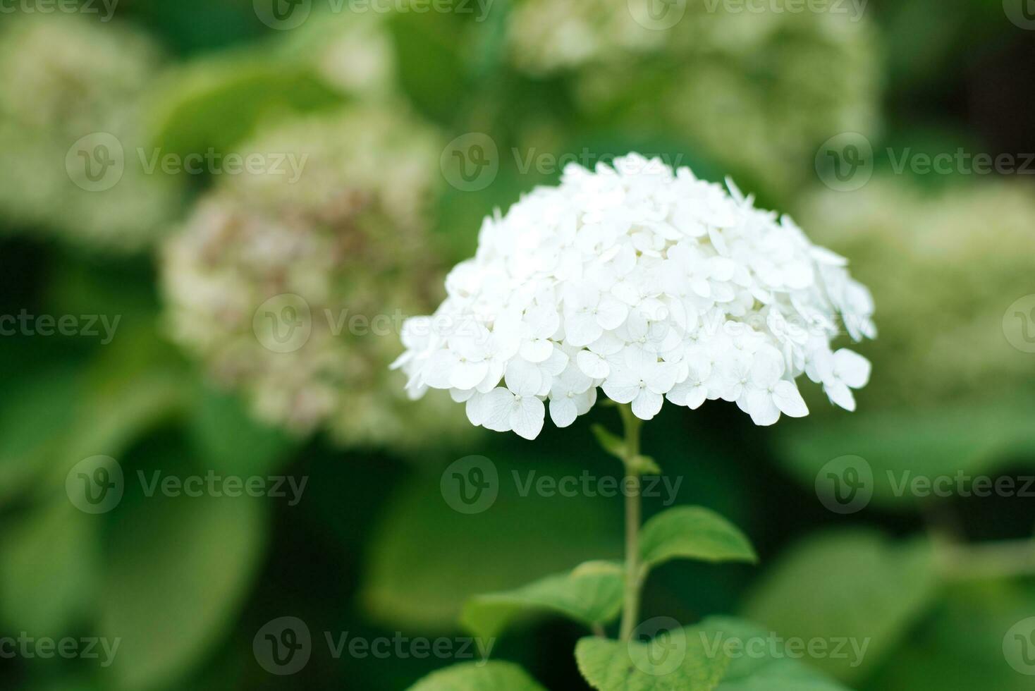 lindo branco hortênsia flor dentro a verão jardim foto