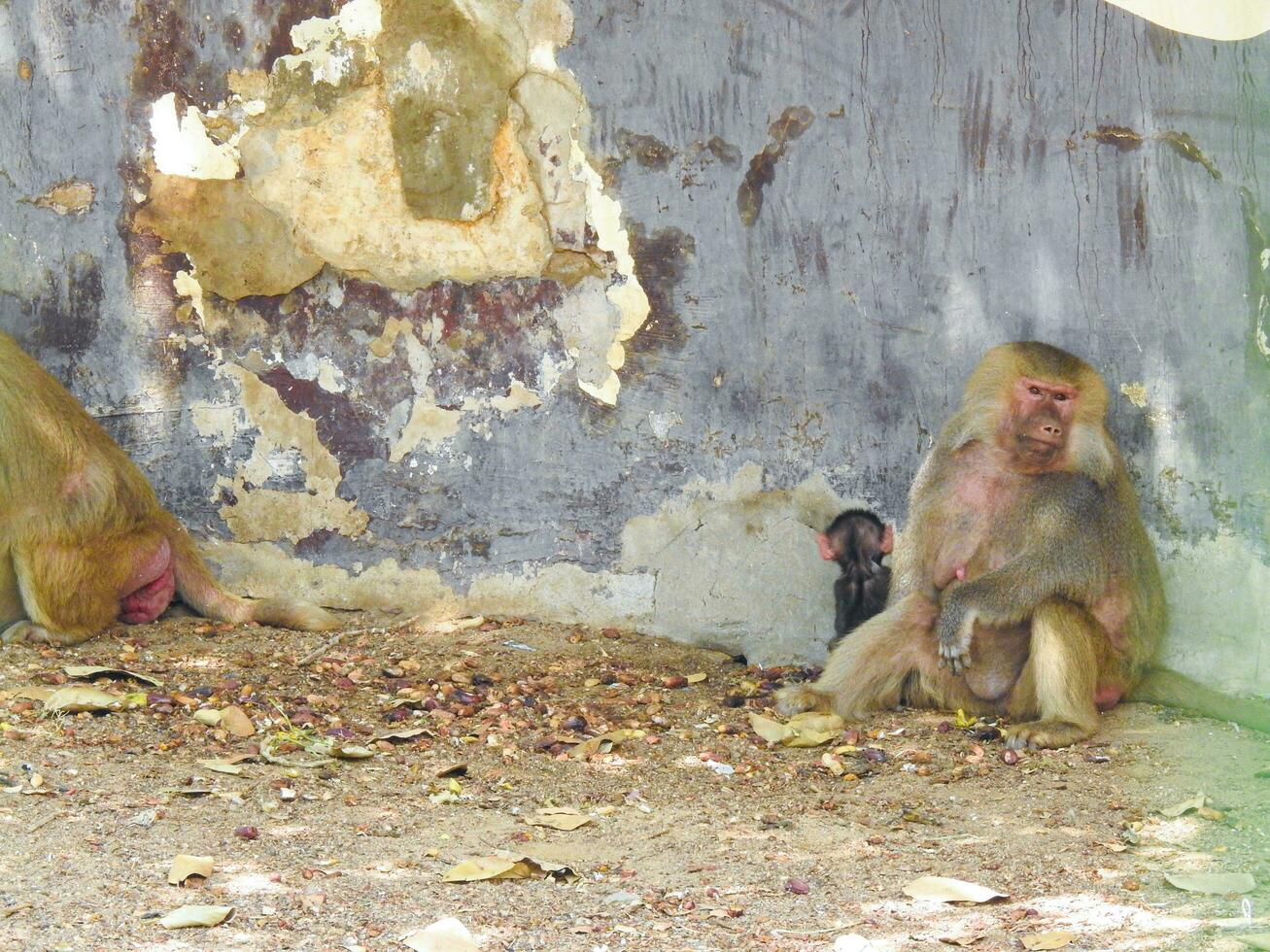 babuíno macaco e dele criança dentro a Egito jardim zoológico foto