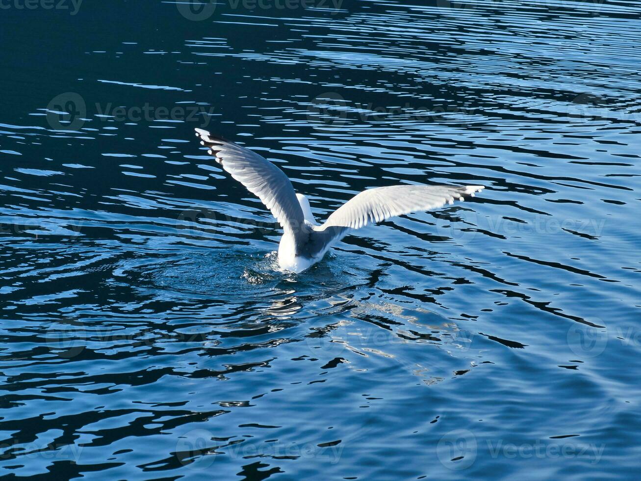 gaivotas leva fora dentro a fiorde. água gotas respingo dentro dinâmico movimento do mar pássaro. foto