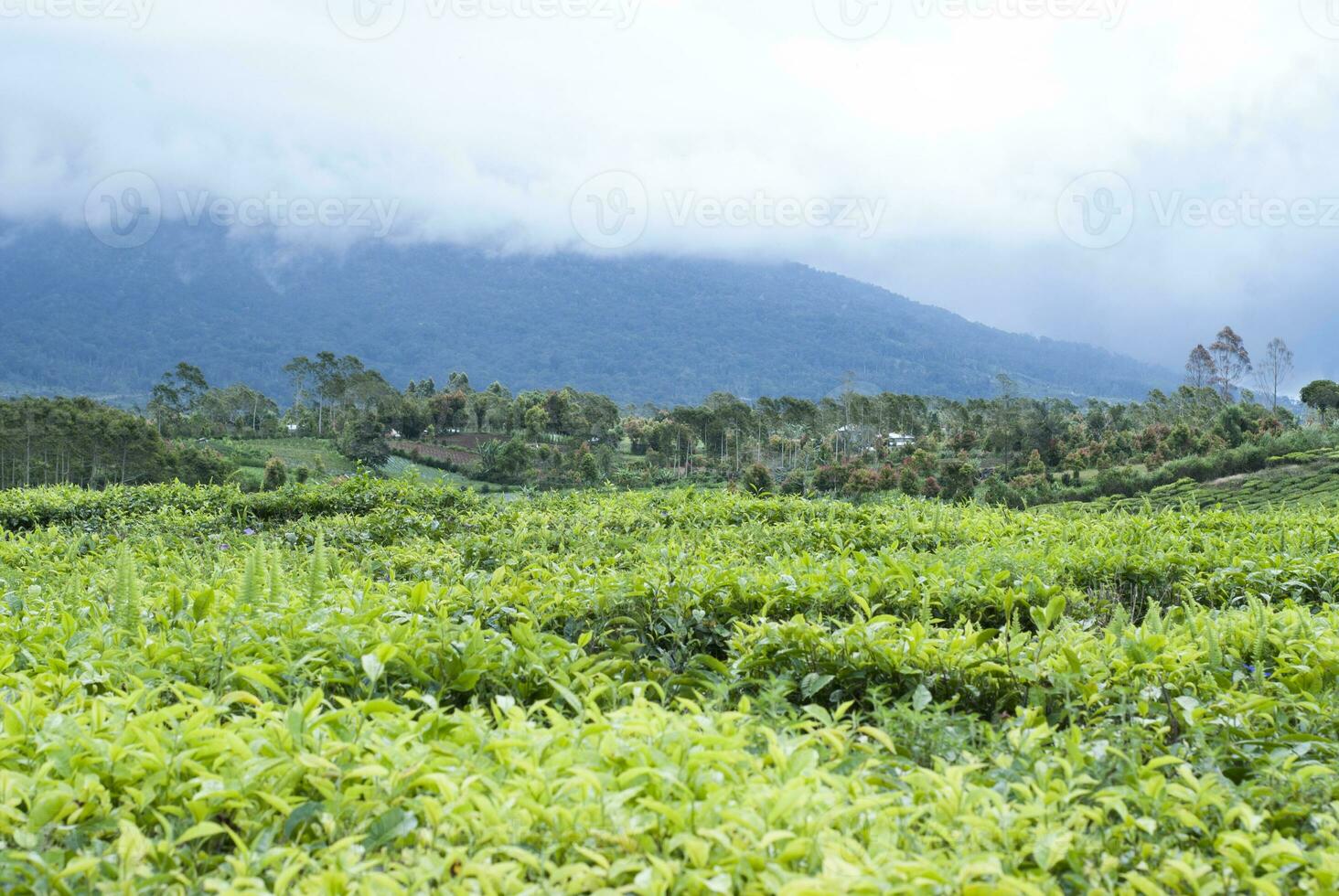 chá jardim dentro a área do montar kerinci, jambi, Indonésia foto