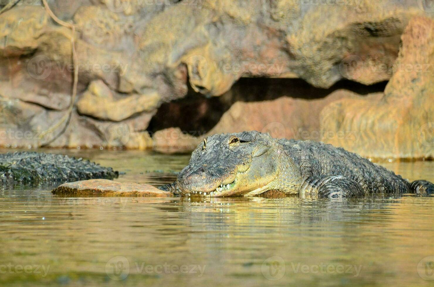 jacaré no zoológico foto