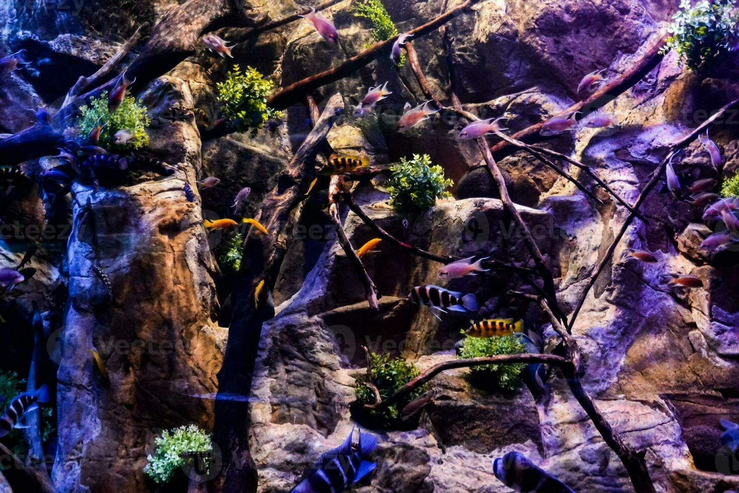 peixes no aquário foto