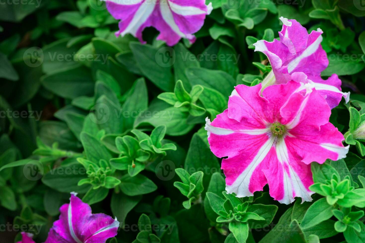 lindo Rosa petúnia flor florescendo dentro jardim, foto