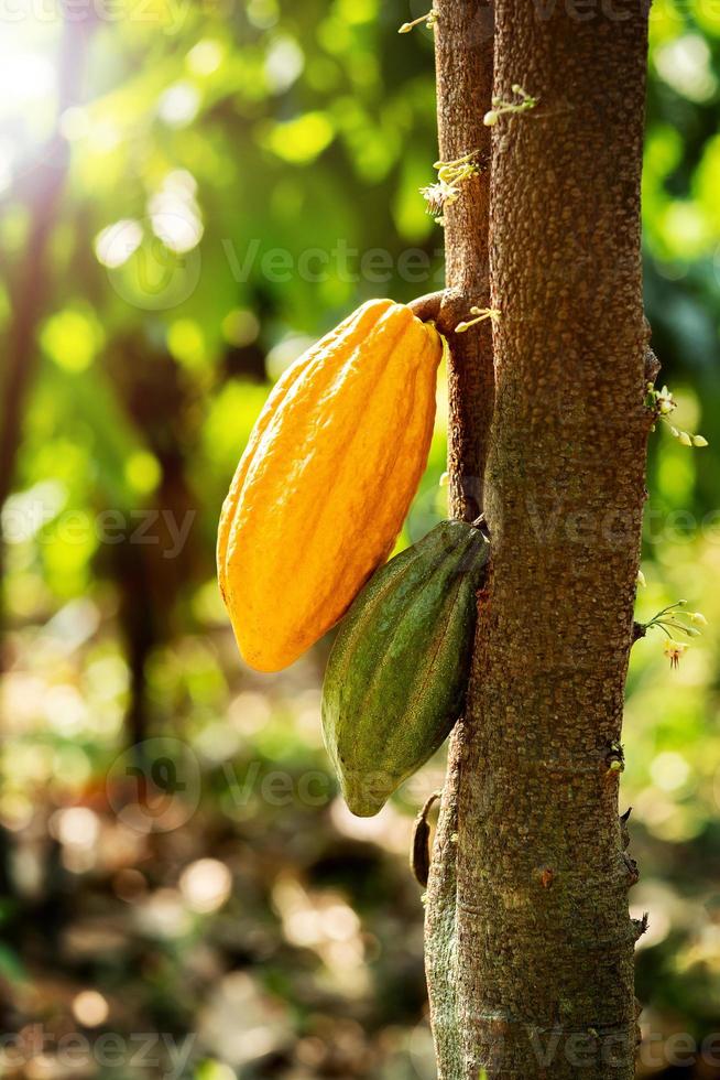 árvore de cacau com vagens de cacau em uma fazenda orgânica foto