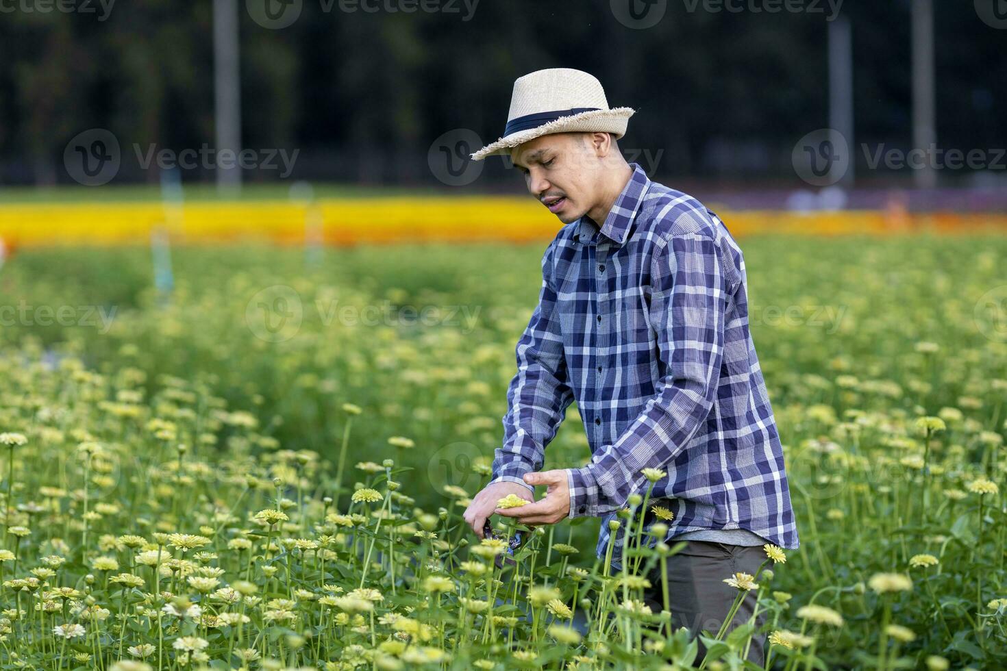 ásia jardineiro é corte amarelo zínia flores usando tesouras de podar para cortar flor o negócio e agricultura indústria para exportação com cópia de espaço foto