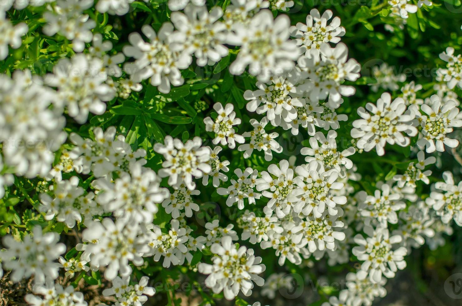 iberis saxatilis amara ou bitter candytuft muitas flores brancas foto