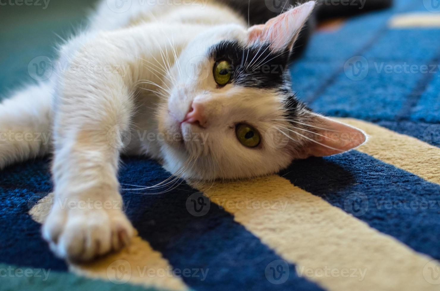 gato preto e branco deitado de costas no tapete foto