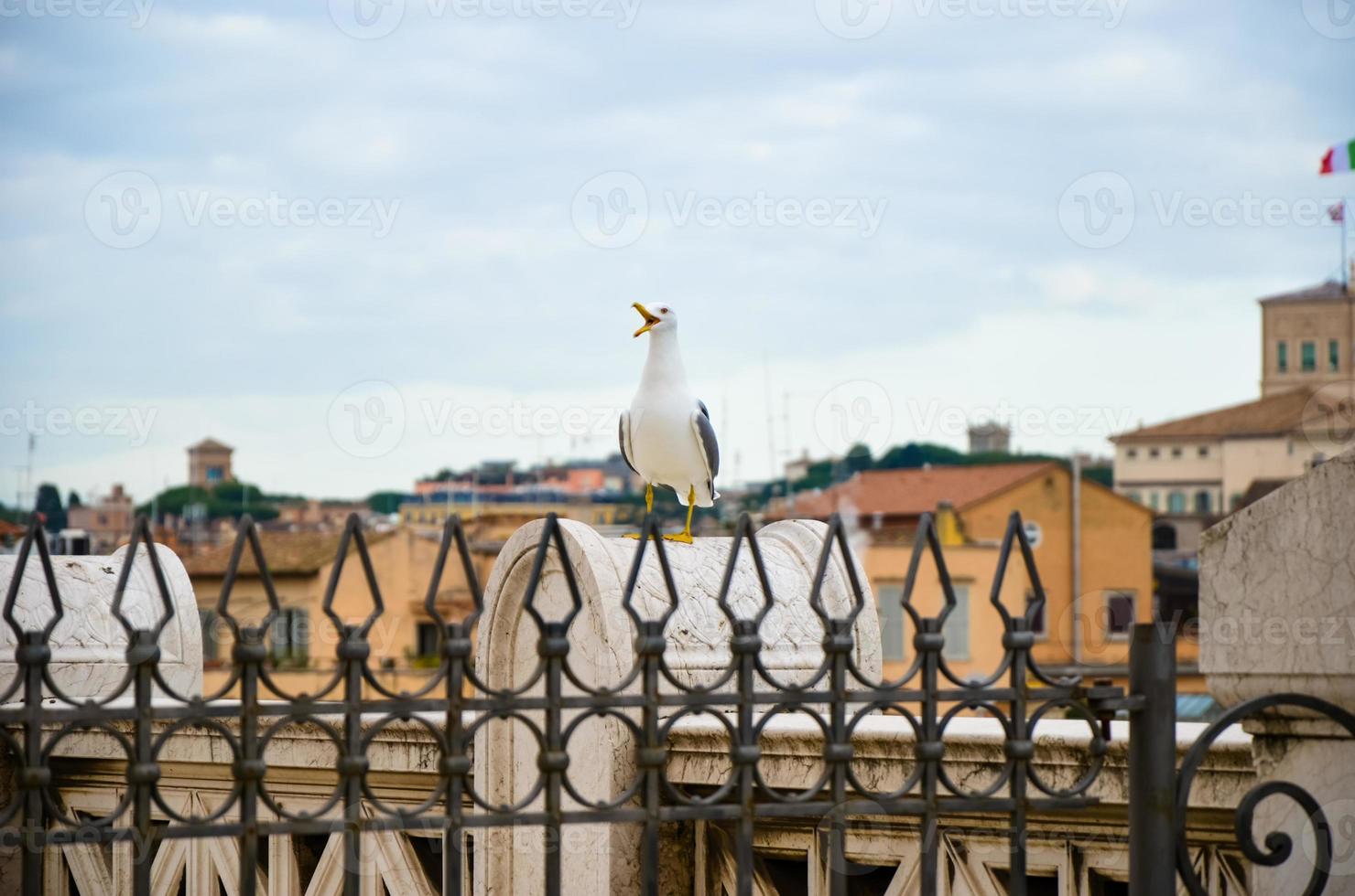 gaivota no panorama acima do centro histórico de roma foto
