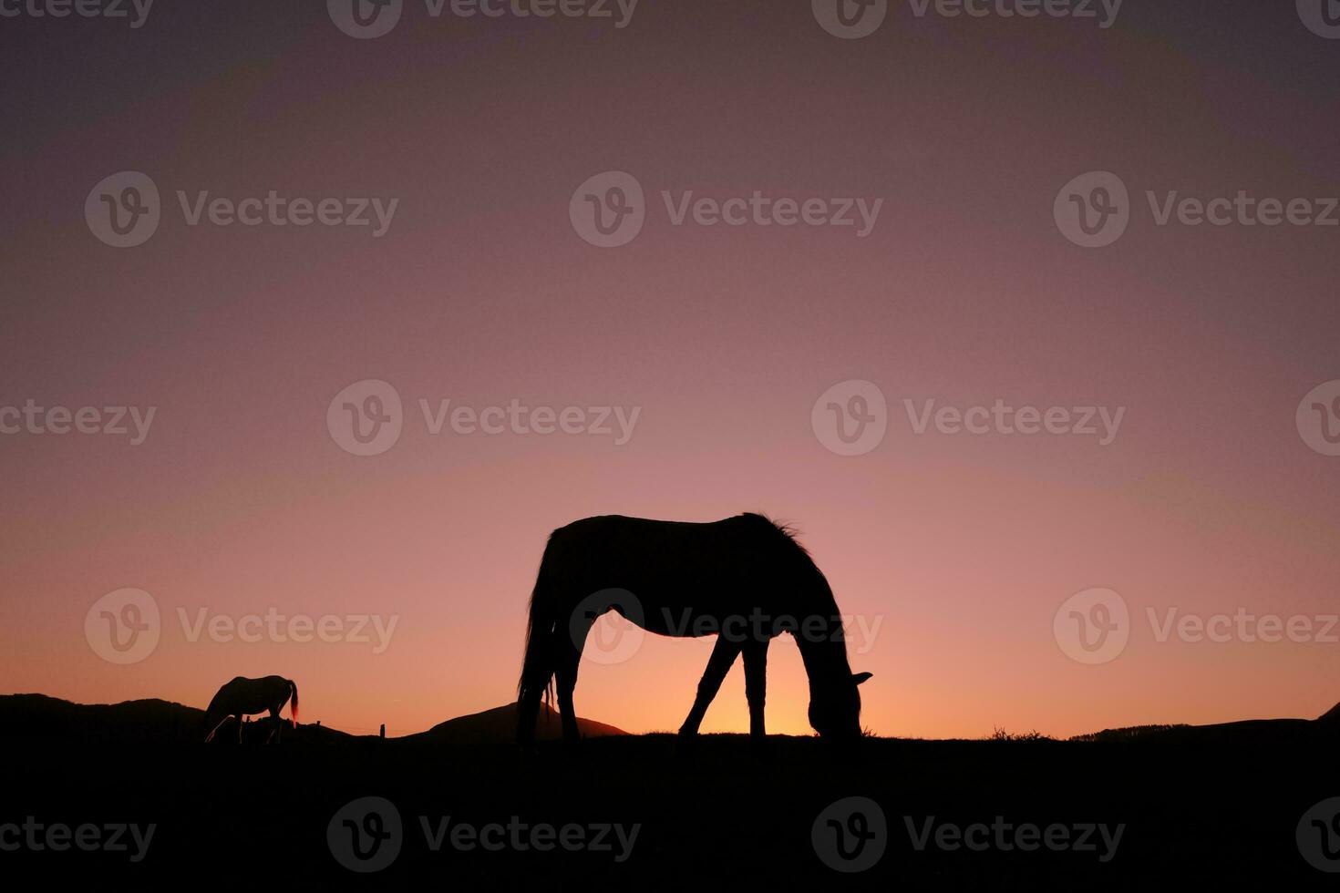 silhueta de cavalo na zona rural e belo fundo por do sol foto