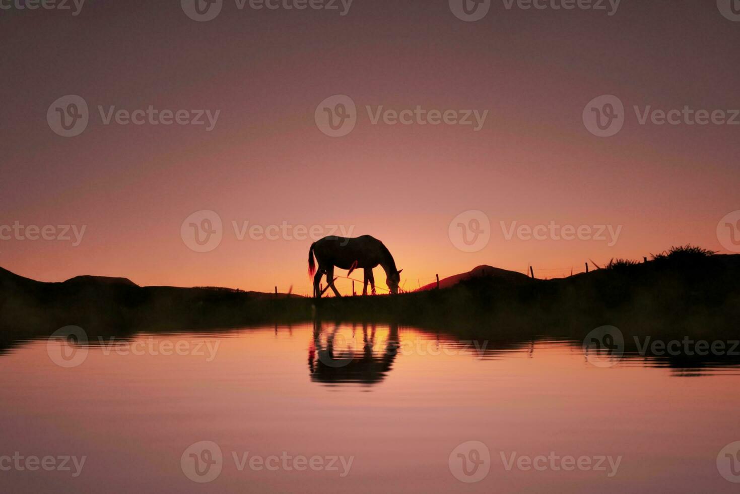 silhueta de cavalo na zona rural e belo fundo por do sol foto