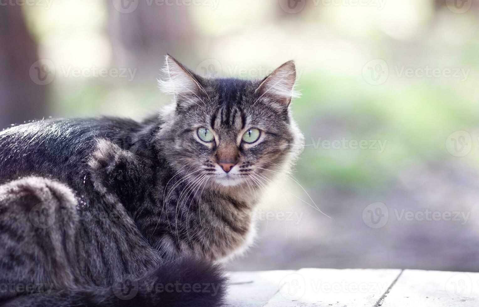 uma listrado cinzento gato senta dentro a fresco ar e parece com piercing olhos. foto
