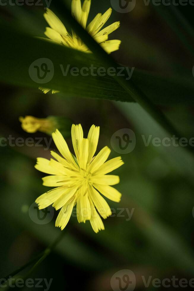 amarelo flores do uma comum nipplewort plantar lapsana communis em Sombrio borrado Relva fundo foto