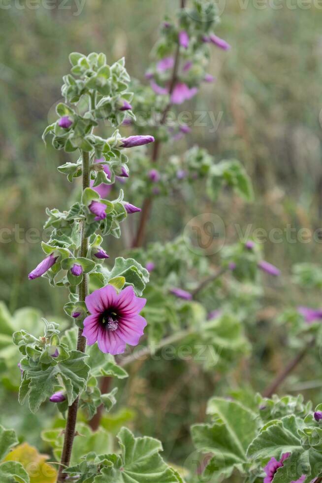 árvore malva, malva arborea, floração dentro primavera dentro polzeath Cornualha foto