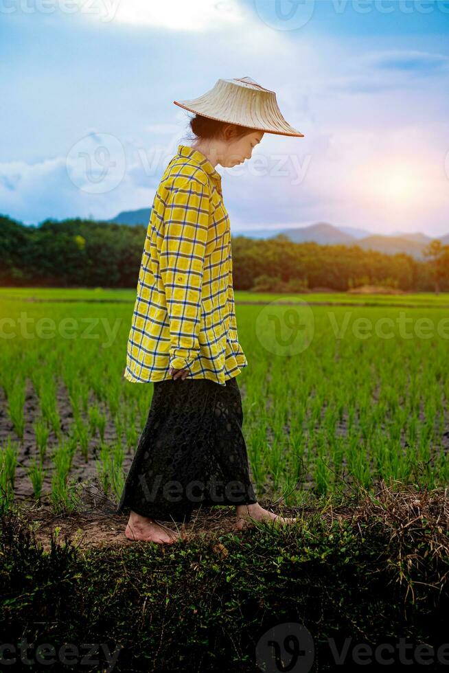 mulher agricultora olhando mudas de arroz verde foto