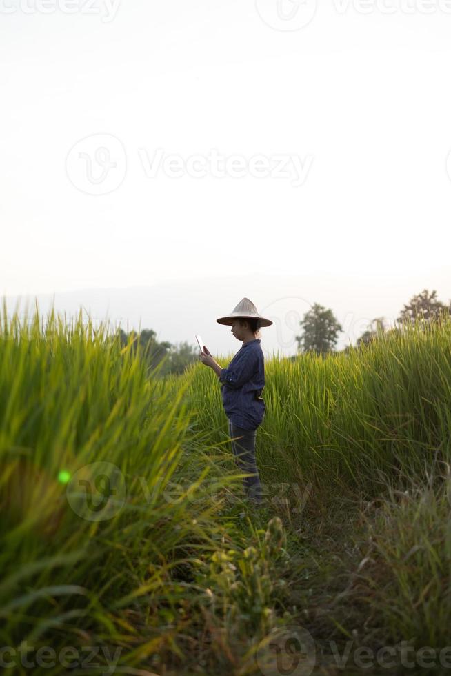 agricultora usando um tablet digital enquanto plantava mudas de arroz verde em um arrozal com um lindo céu e nuvens foto